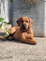 Rhodesian Ridgeback puppy’s met stamboom mogen nu verhuizen, Dieren en Toebehoren, Overige rassen, 8 tot 15 weken, Meerdere, Meerdere dieren