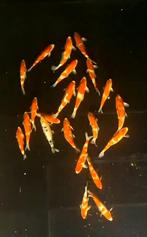 Japanse koi 35–41 cm – Kohaku, Sanke, Shiro-Utsuri, Dieren en Toebehoren, Vissen | Vijvervissen, Karper of Koi