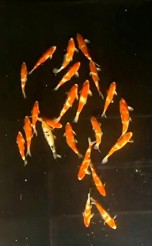 Japanse koi 35–41 cm – Kohaku, Sanke, Shiro-Utsuri, Dieren en Toebehoren, Vissen | Vijvervissen, Karper of Koi