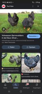 Jonge leg Hennen te koop, Dieren en Toebehoren, Pluimvee, Vrouwelijk, Kip