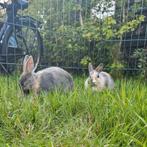 dwerg konijntjes, Dieren en Toebehoren, Konijnen