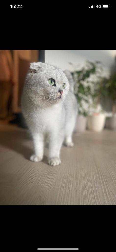 Brits kortharige x Scottish Fold, Dieren en Toebehoren, Katten en Kittens | Raskatten | Korthaar, Kater, Gechipt, Ontwormd, Ingeënt