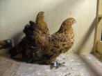 pluimvee, Dieren en Toebehoren, Pluimvee, Vrouwelijk, Kip