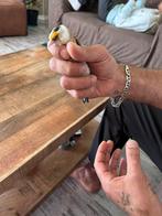Scarpati putter pop, Dieren en Toebehoren, Vogels | Kanaries, Vrouwelijk, Bastaard