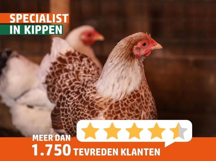Wyandotte krielkip | Tamme kippen | Passend advies, Dieren en Toebehoren, Pluimvee, Kip, Meerdere dieren