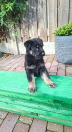 duitse herder pup teefje met zeer goede stamboom werklijn, Dieren en Toebehoren, Honden | Herdershonden en Veedrijvers, CDV (hondenziekte)