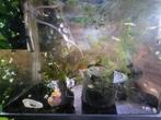 Aquarium + vissen te koop, Dieren en Toebehoren, Vis, Zoetwatervis
