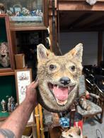 Opgezette Jakhals - Uniek Decoratiestuk, Ophalen of Verzenden