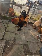 Koppeltje brahma patrijs van  tt kwaliteit, Dieren en Toebehoren, Pluimvee, Mannelijk, Kip
