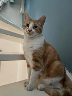 Ter overname aangeboden: onze lieve kat George, Poes