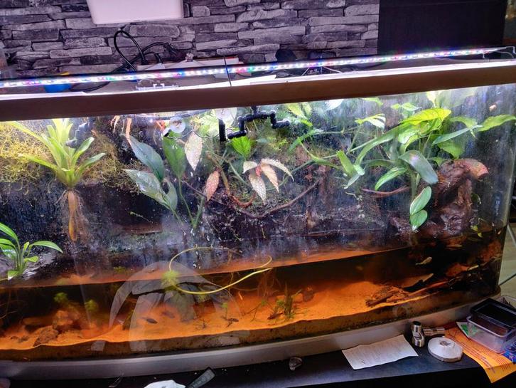 Paludarium, Dieren en Toebehoren, Reptielen en Amfibieën | Toebehoren, Zo goed als nieuw, Ophalen
