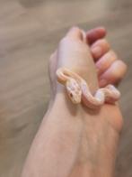 Rode rattenslang, Pantherophis guttatus, NK25 Snow 0.0.1, Dieren en Toebehoren, Reptielen en Amfibieën, Slang, 0 tot 2 jaar
