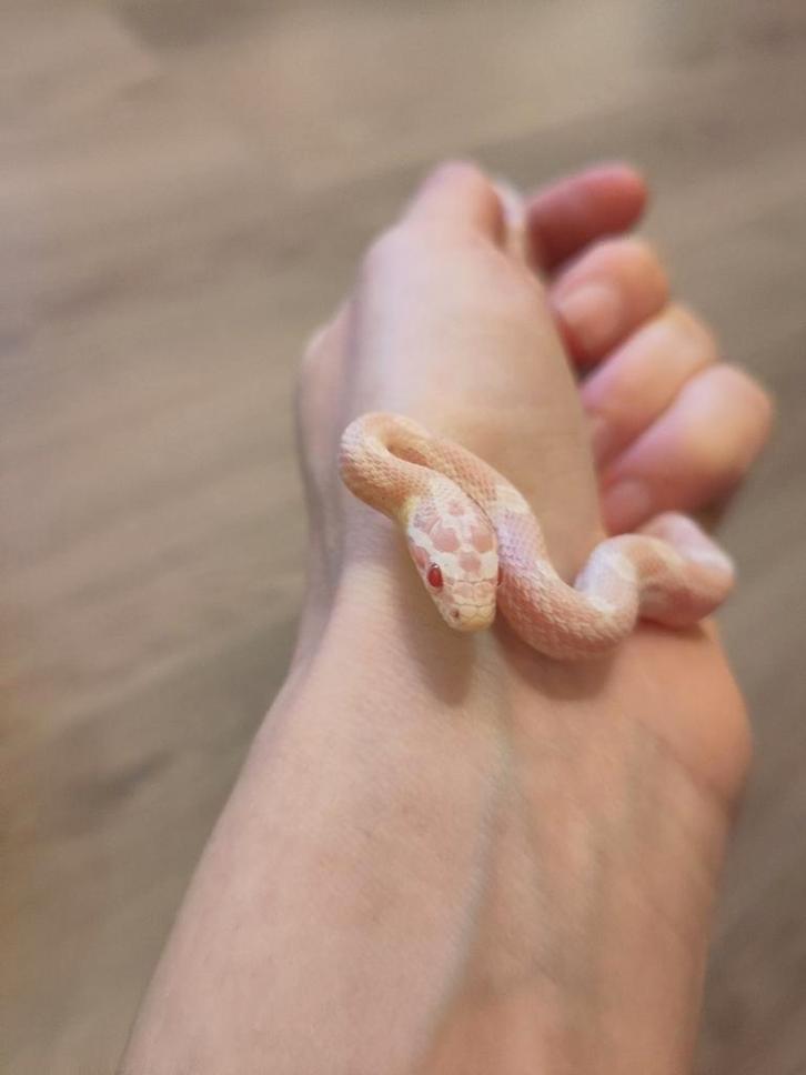 Rode rattenslang, Pantherophis guttatus, NK25 Snow 0.0.1