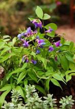 Lathyrus vernus zaden, Ophalen of Verzenden, Gehele jaar, Volle zon, Zaad
