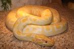 RD Reptiles in koop verkoop opvang, Dieren en Toebehoren