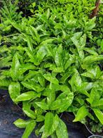 Aucuba japonica, Ophalen, Overige soorten