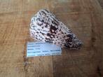 Conus araneosus. 8cm, Verzamelen, Mineralen en Fossielen, Ophalen of Verzenden, Mineraal
