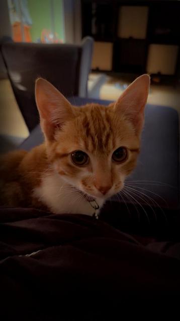 Nala is opzoek naar een liefdevolle plek beschikbaar voor biedingen