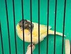 Glosters, Dieren en Toebehoren, Vogels | Kanaries, Meerdere dieren, Postuurkanarie