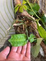 🌿 Wandelende bladeren (Phyllium limogesi) – eitjes, Amfibie, 0 tot 2 jaar