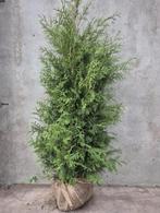 Conifeer Thuja ‼️€7,50‼️, Bloeit niet, Halfschaduw, 100 tot 250 cm, Overige soorten