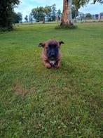 Australische herder x Hollandse herder pups, 8 tot 15 weken, Meerdere, Meerdere dieren, Herder