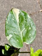 Monstera Thai Constellation, Tuin en Terras, Planten | Tuinplanten, Overige soorten, Vaste plant, Ophalen of Verzenden, Halfschaduw
