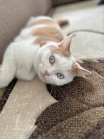 Britse korthaar Dekkater bi colour met Stamboom(niet tekoop), Dieren en Toebehoren, Katten en Kittens | Raskatten | Korthaar, Kater
