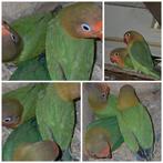Super lieve tamme dwergpapegaai, Dieren en Toebehoren, Vogels | Parkieten en Papegaaien, Dwergpapegaai of Agapornis