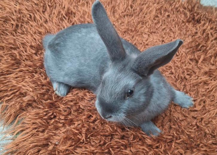 Konijntjes, Dieren en Toebehoren, Konijnen, Dwerg, Mannelijk, Hangoor