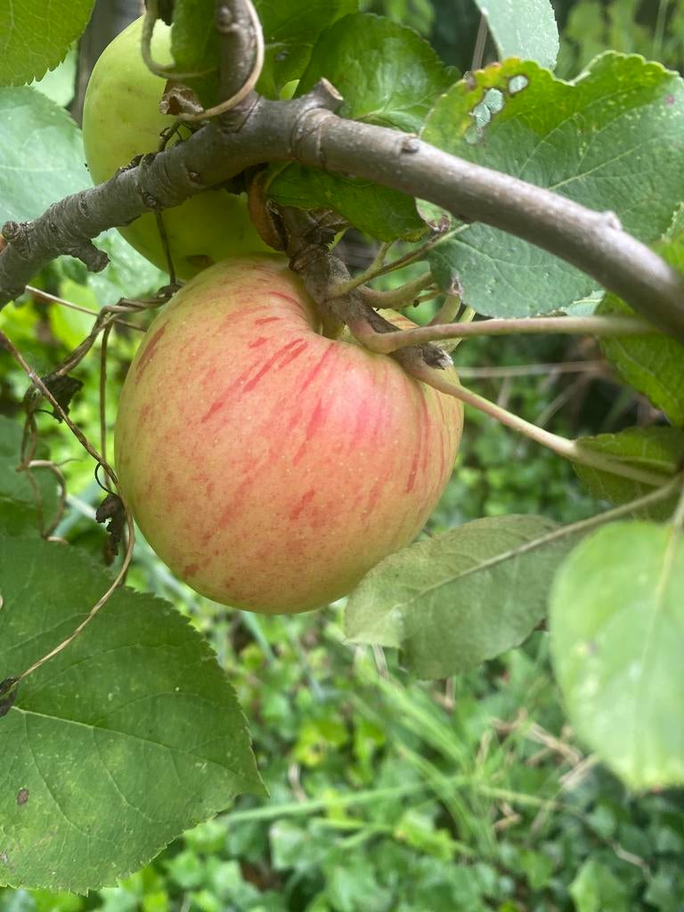 Lei duurzaam gekweekte fruitbomen voor fruit uit eigen tuin, Ophalen of Verzenden, Appelboom, Lente