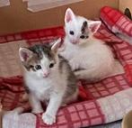 2 kittens, Dieren en Toebehoren, Katten en Kittens | Overige Katten, Meerdere dieren, Kortharig, 0 tot 2 jaar
