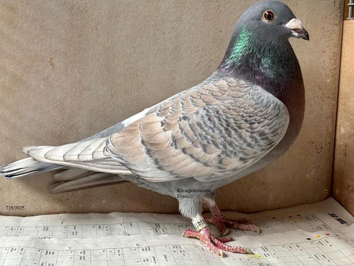 koppel kleurpostduiven ts opaal x rubella kras, Dieren en Toebehoren, Vogels | Duiven, Overige soorten, Meerdere dieren