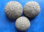 Zee-egel: Salmacis sphaeroides L. f++/g 44-53mm, Verzamelen, Mineralen en Fossielen, Verzenden, Overige typen