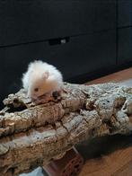 Lieve, tamme Goudhamsters, Dieren en Toebehoren, Knaagdieren, Hamster, Meerdere dieren, Tam, Oktober