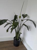 Plant kamerplant groot Strelitzia Nicolai, Huis en Inrichting, Ophalen, Halfschaduw