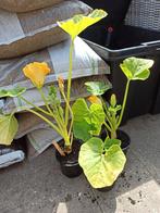 BIO Pompoen "Maxima" planten, Tuin en Terras, Planten | Tuinplanten, Ophalen, Volle zon, Groenteplanten, Eenjarig