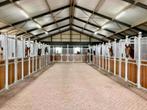 Pensionstalling Nieuwe Wetering (Z-H), Weidegang, 4 paarden of pony's of meer