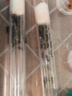 Camponotus Formosenis kolonie, Dieren en Toebehoren, Insecten en Spinnen, Mieren