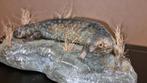 Opgezette Shingleback Skink - Tiliqua Rugosa, Ophalen of Verzenden