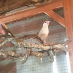 1mokka rijstvogels, Dieren en Toebehoren, Vrouwelijk, Tropenvogel