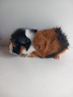 Koppel 3 kleur beertjes, Dieren en Toebehoren, Knaagdieren, Cavia, Juli, Meerdere dieren, Tam