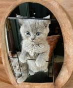 Britse kat, Dieren en Toebehoren, Katten en Kittens | Raskatten | Korthaar, Poes, Ontwormd, 0 tot 2 jaar