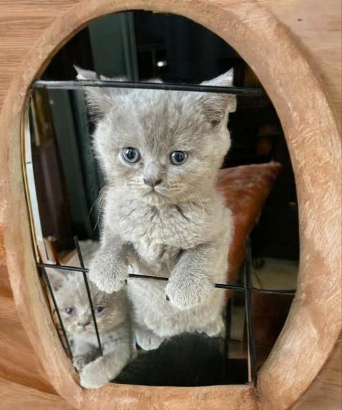 Britse kat, Dieren en Toebehoren, Katten en Kittens | Raskatten | Korthaar, Poes, 0 tot 2 jaar, Ontwormd