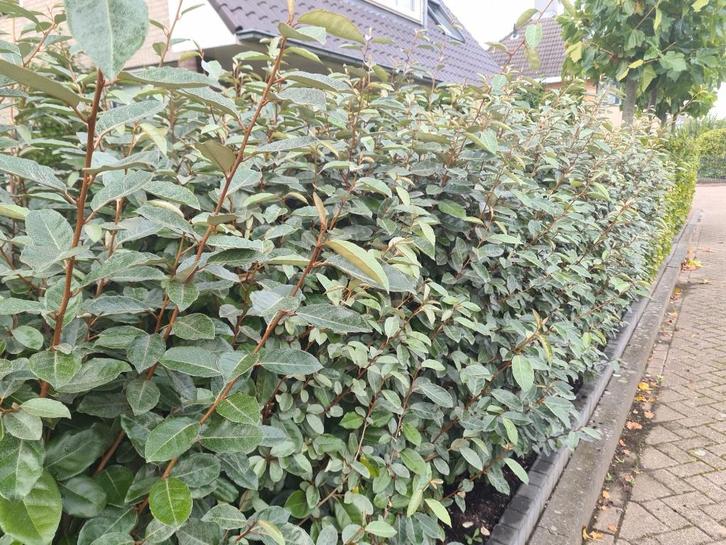 Olijfwilg haagplanten in alle maten, Tuin en Terras, Planten | Struiken en Hagen, Haag, Overige soorten, Minder dan 100 cm, Ophalen of Verzenden