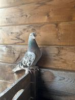 Duivin takla, Dieren en Toebehoren, Vrouwelijk