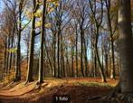 Bosgrond te koop gevraagd in West Brabant., Tuin en Terras, Planten | Bomen, Overige soorten, Ophalen of Verzenden