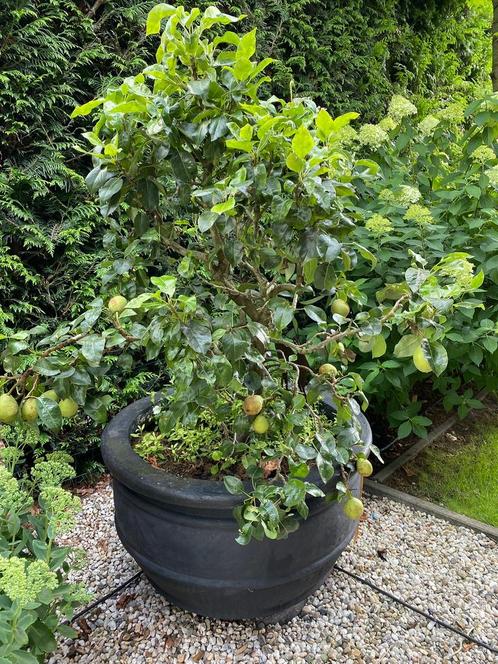 Mooie enorm grote pot met perenboom. Vol met vrucht., Tuin en Terras, Planten | Struiken en Hagen, Ophalen