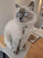 Ragdoll kater blue point, Dieren en Toebehoren, Kater, Gechipt, 3 tot 5 jaar