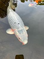 Koi, Karper of Koi